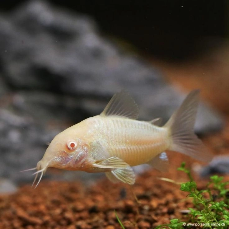 Albino Corry Pair