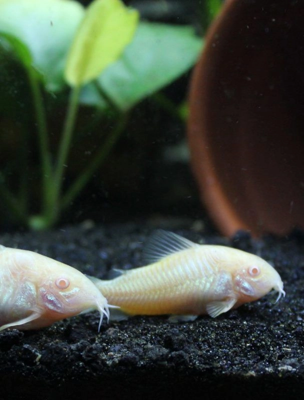 Albino Corry Pair 2