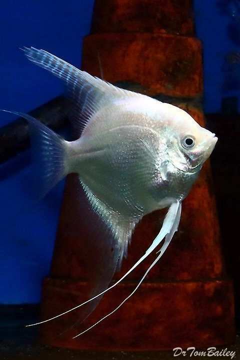 Platinum White Angel Pair