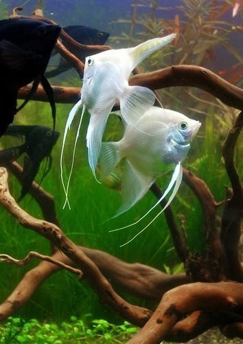 Platinum White Angel Pair 2