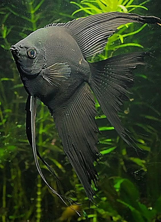 Jet Black Angel Pair 3