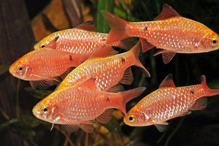 Rossy Barb Pair
