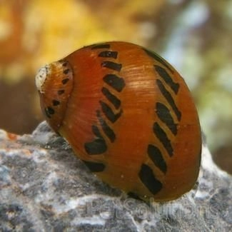 Nerite Snail Piece 2