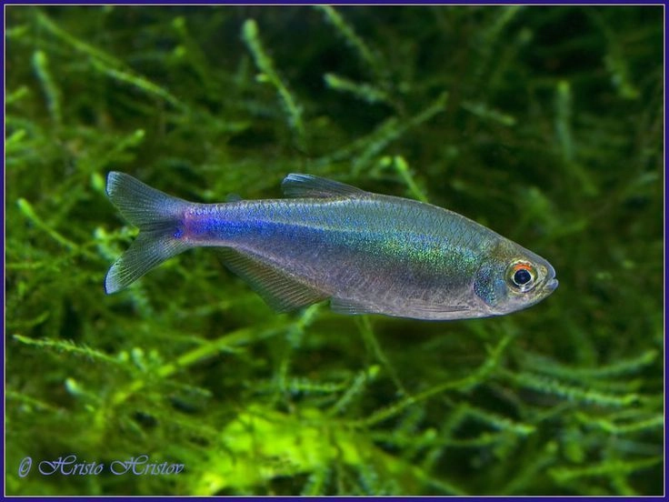 Purple Tetra Pair