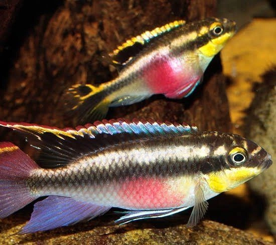 Kribensis Pair