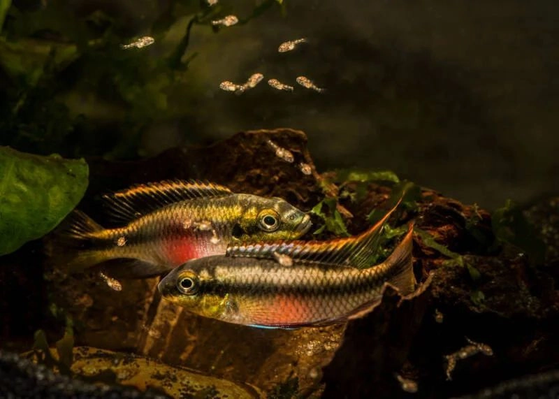 Kribensis Pair 2