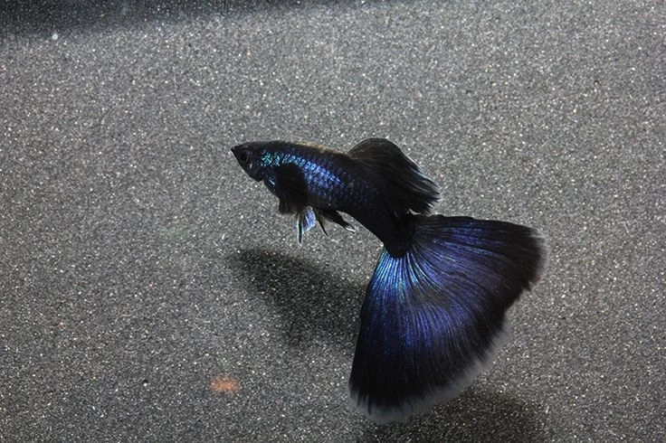 Jet Black Guppies Pair