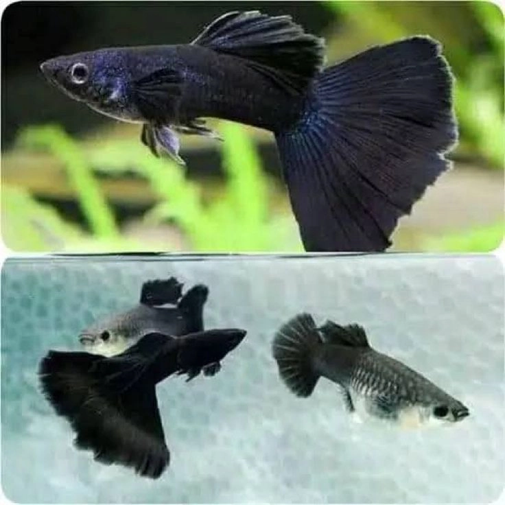 Jet Black Guppies Pair 2