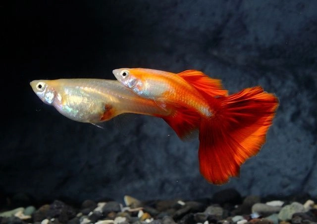 Red Guppies Pair