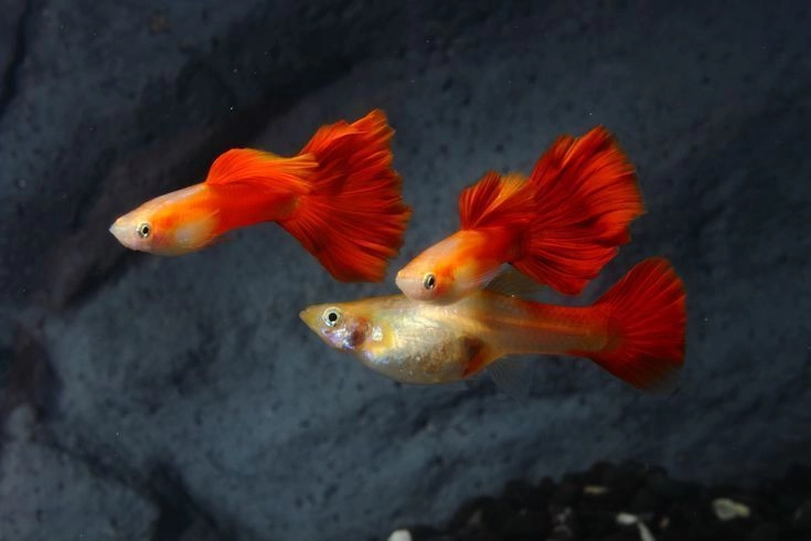Red Guppies Pair 2