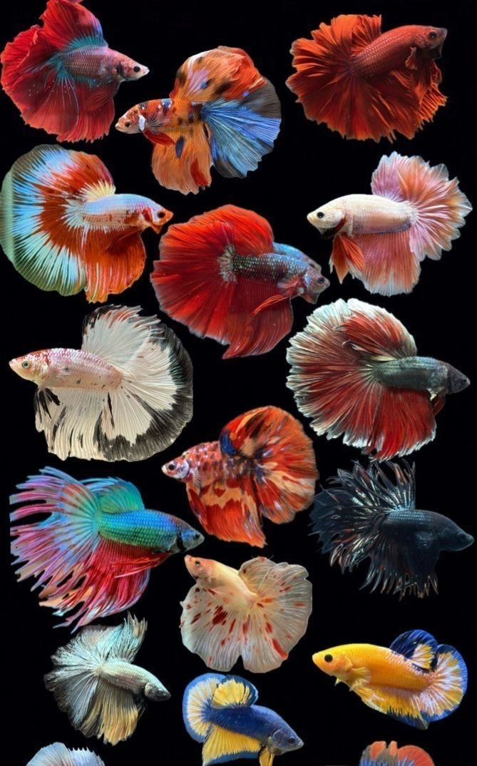 BETTAS