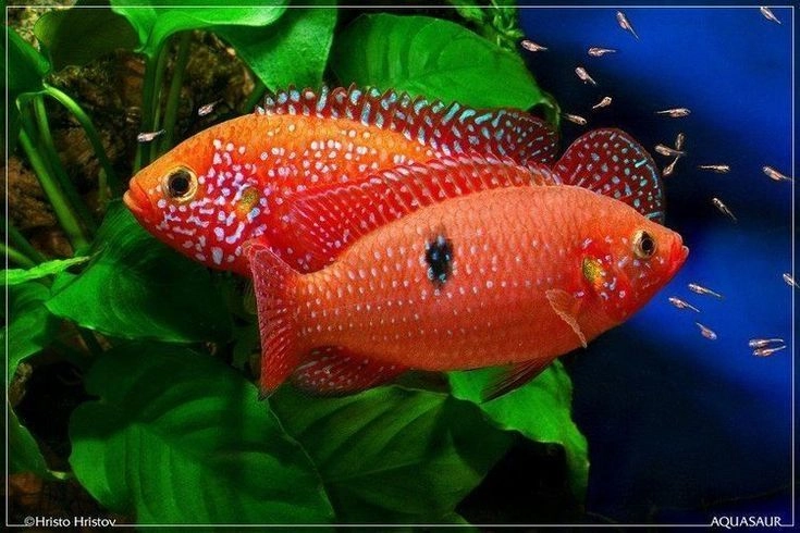 Jewel Cichlid Breeding  Pair