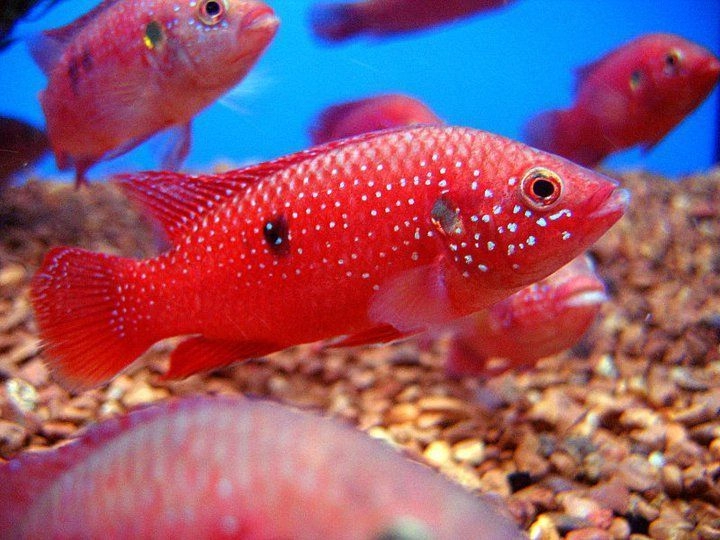 Jewel Cichlid Breeding  Pair 2