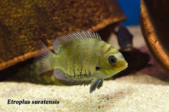 Green Chromide Pair 2