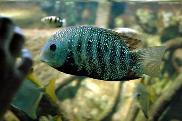 Green Chromide Pair 3