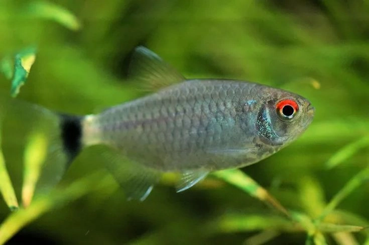 Red Eye Tetra Pair