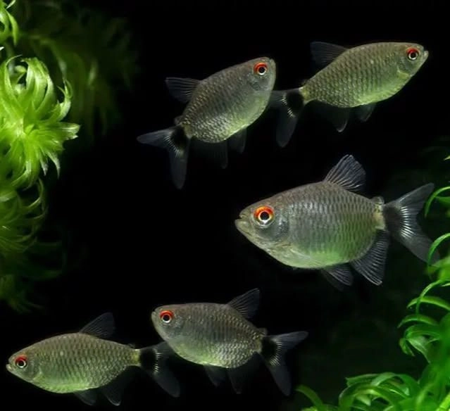 Red Eye Tetra Pair 2