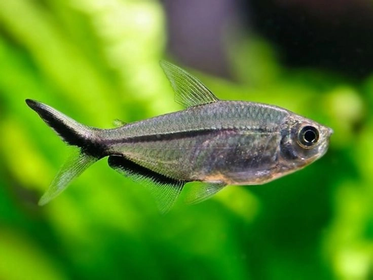 Costae Tetra Pair