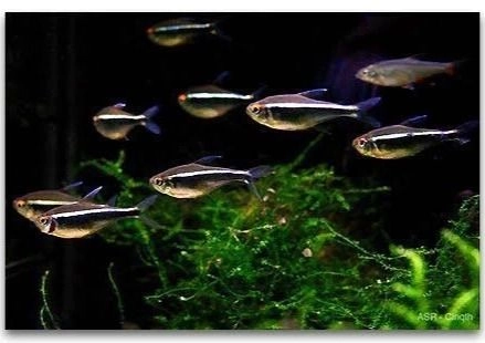 Black Neon Tetra Pair 2