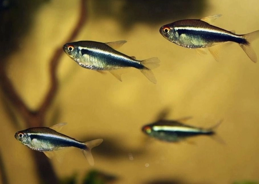 Black Neon Tetra Pair
