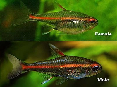 Glow Eye Tetra Pair