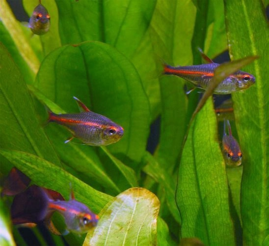 Glow Eye Tetra Pair 2