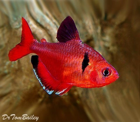 Serpae Tetra