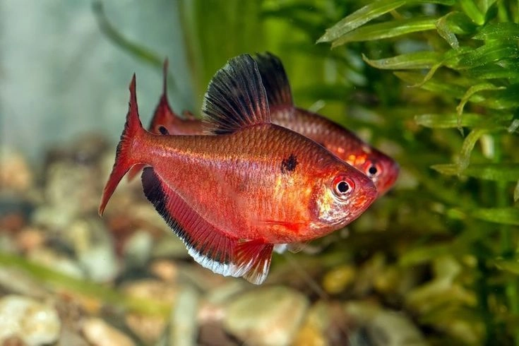 Serpae Tetra 2