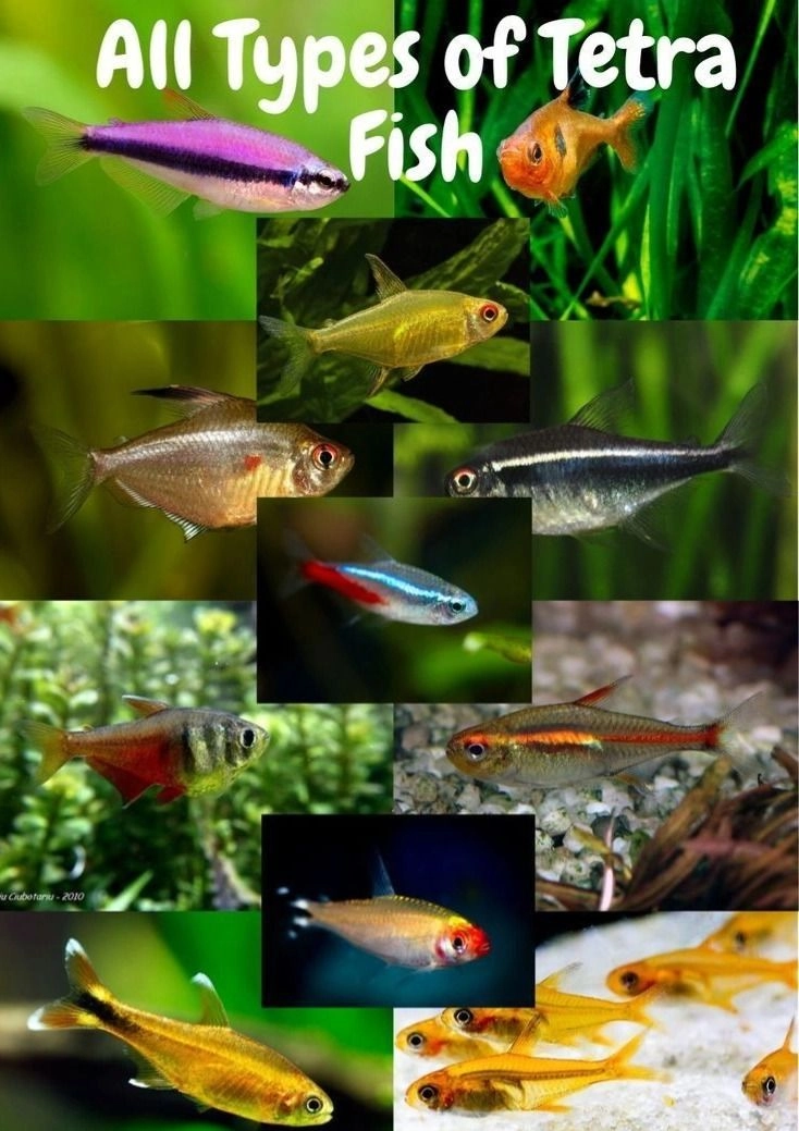 TETRAS