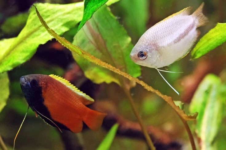 Honey Gourami Pair