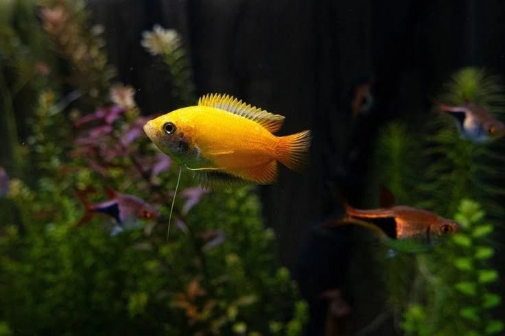 Honey Gourami Pair 2