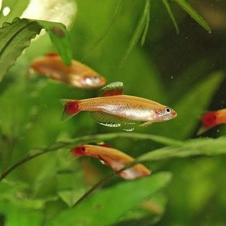 Mountain Minnow Golden Pair 2