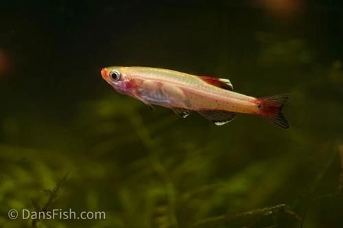 Mountain Minnow Golden Pair