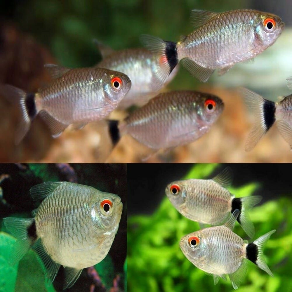 Bollon Red Eye Tetra Pair 2