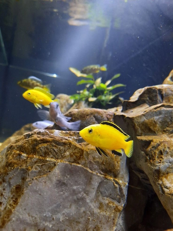 Electric Yellow Cichlid Pair