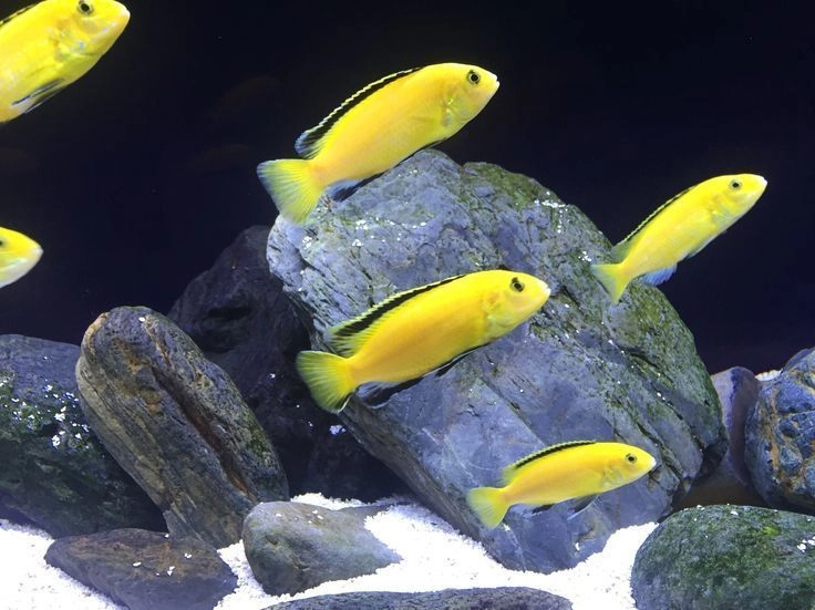 Electric Yellow Cichlid Pair