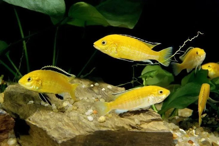 Electric Yellow Cichlid Pair