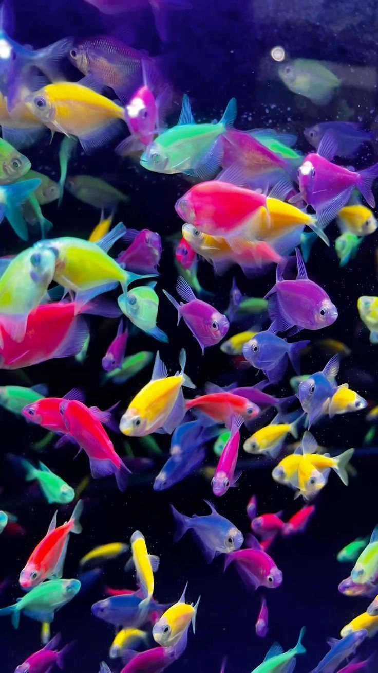 Colour Widow Tetra Pair