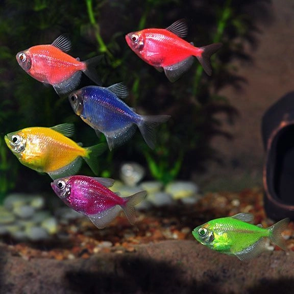 Colour Widow Tetra Pair