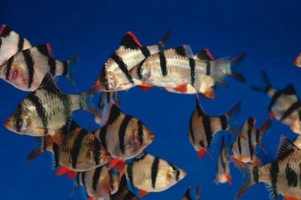 Tiger barb Pair 2