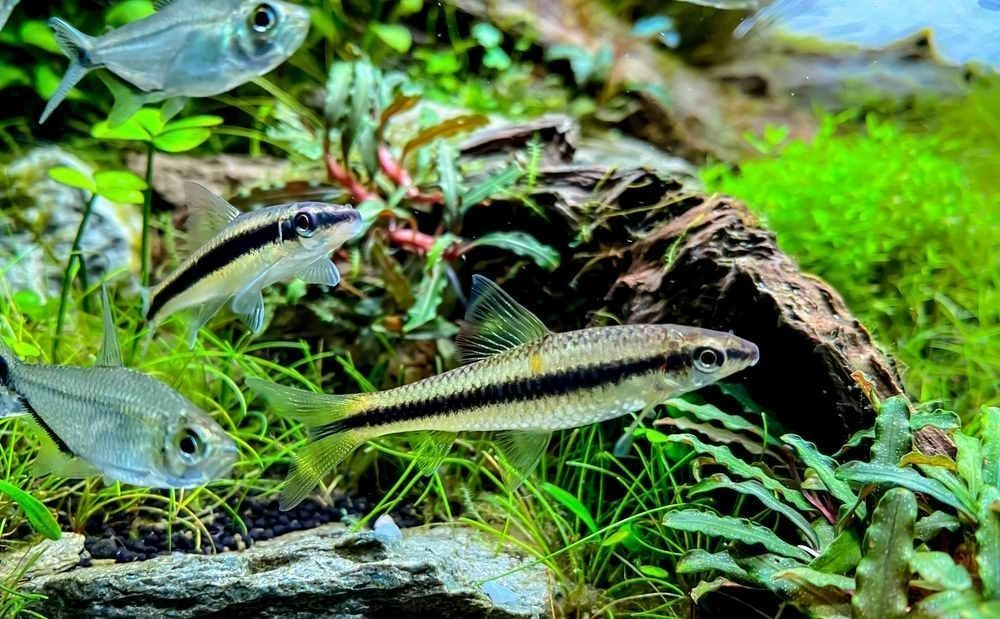 Siamese Algae Eater 2