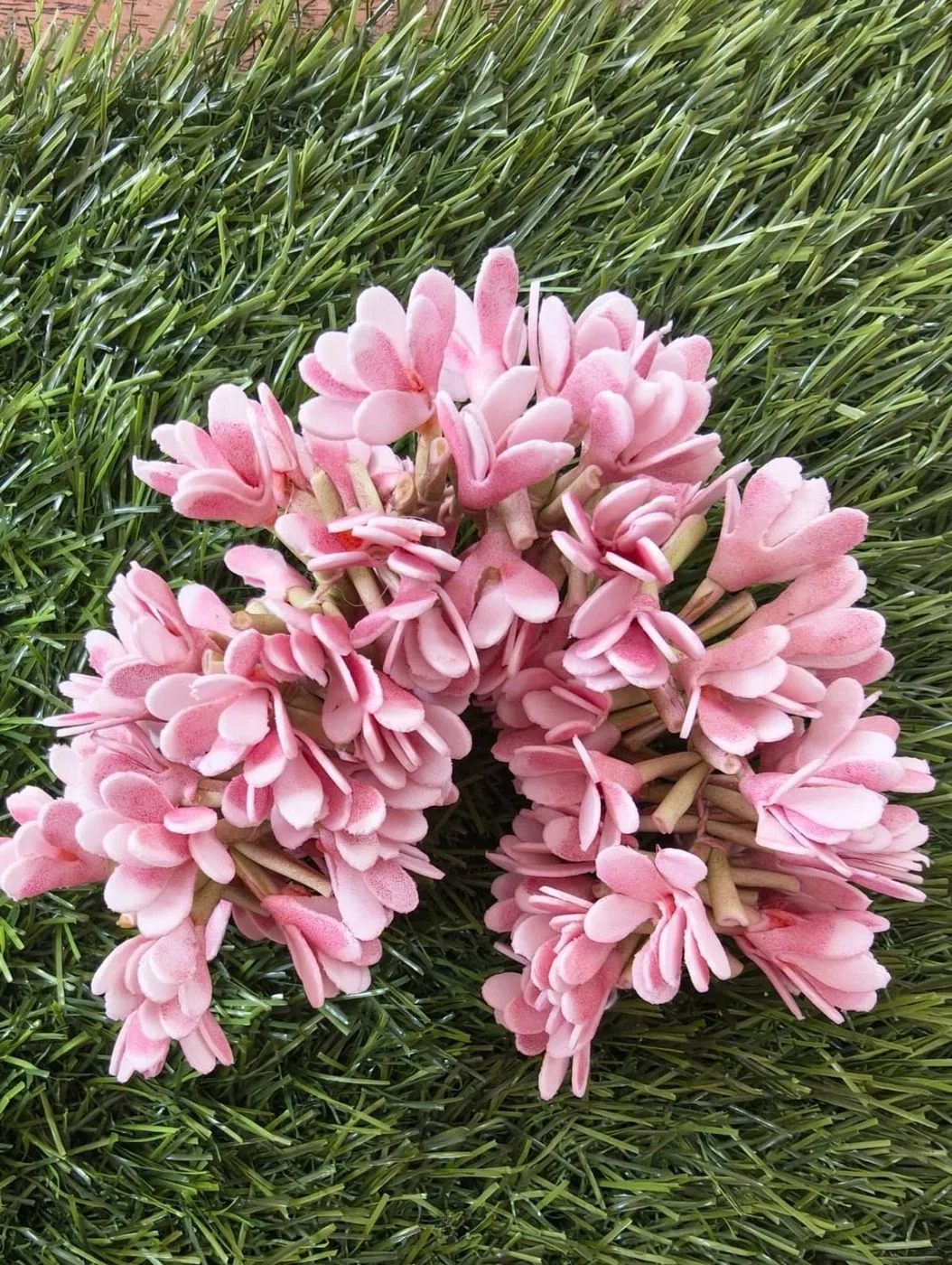 Pink jathi malli