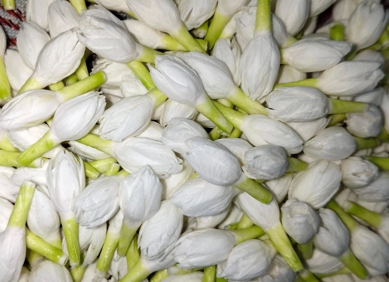 Buds