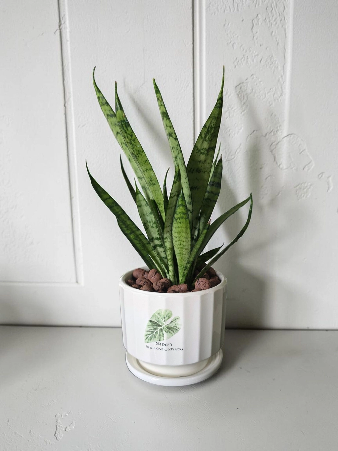 Ceramic pot & plant