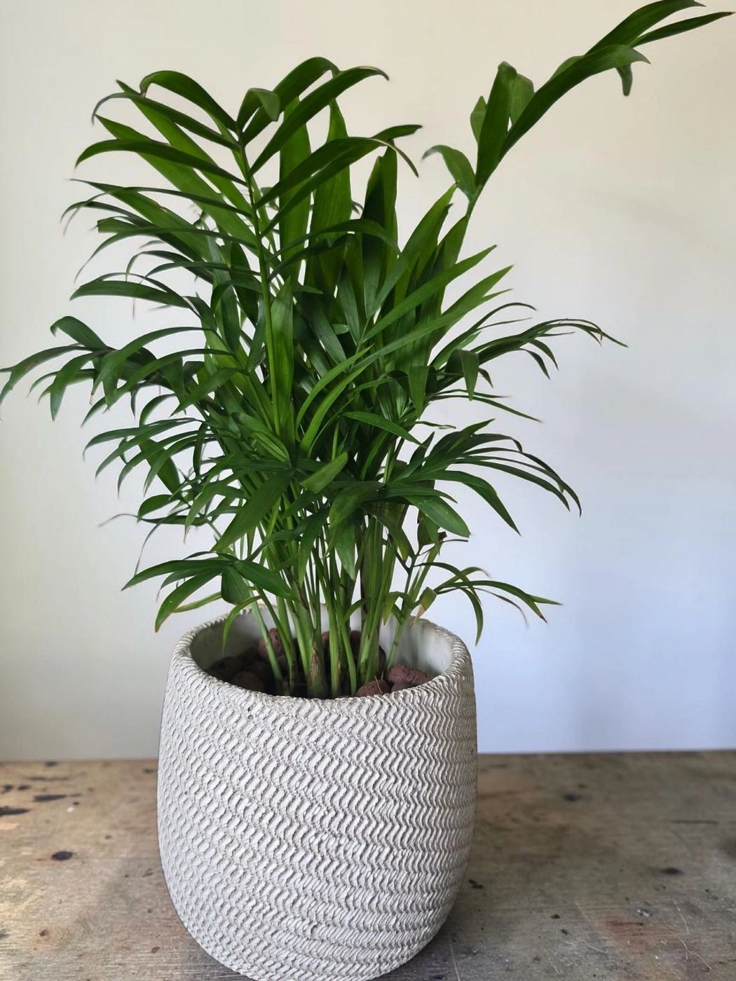 Ceramic pot & plant cp22