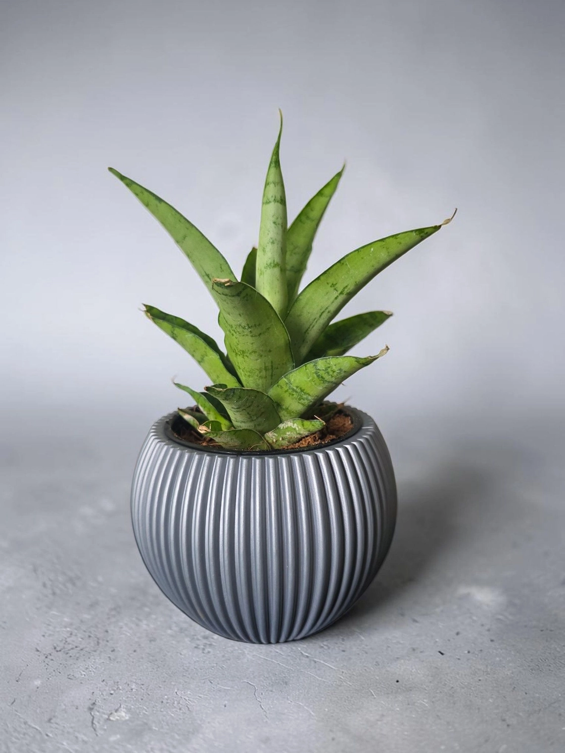 Plastic pot & plant cp23