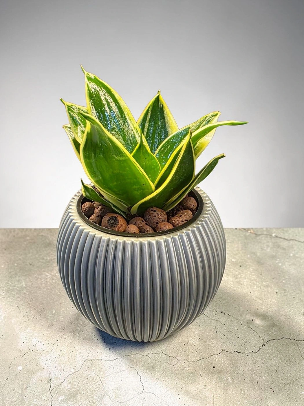 Plastic pot & plant cp44