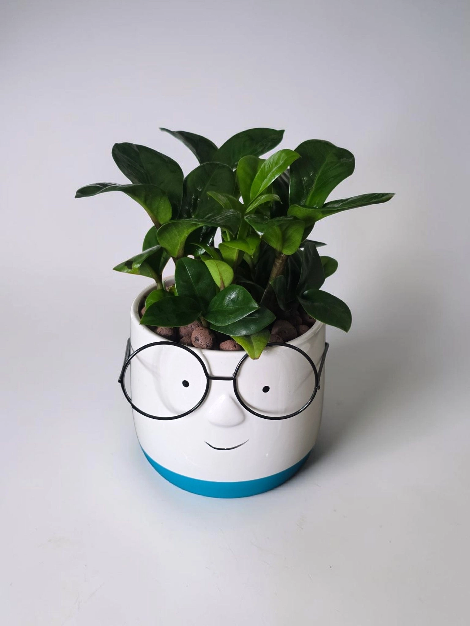 Ceramic pots & plant cp45