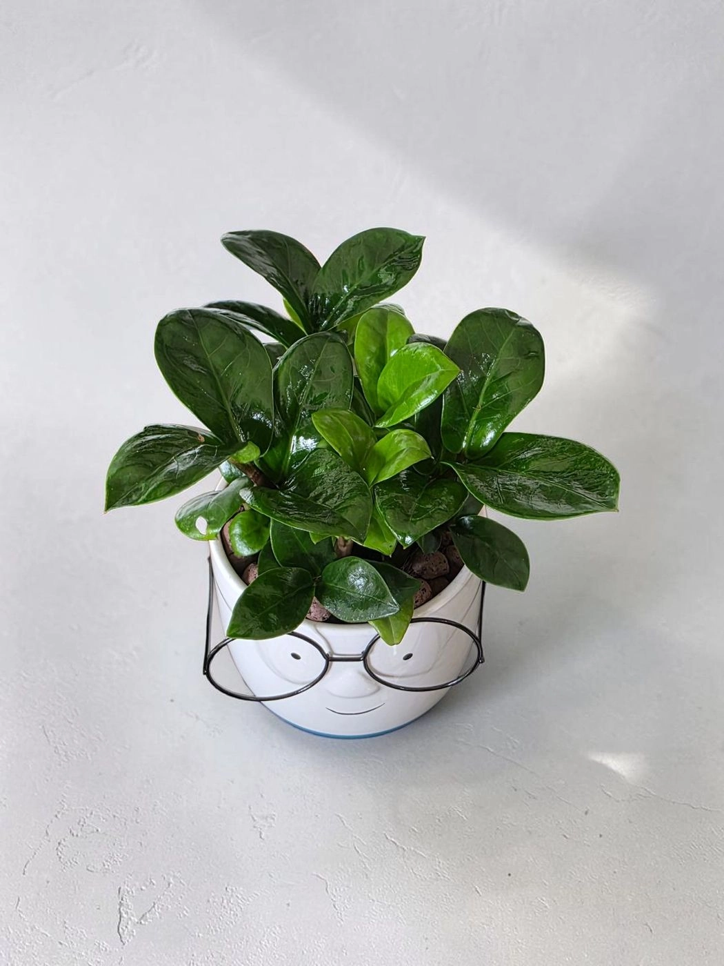 Ceramic pots & plant cp45