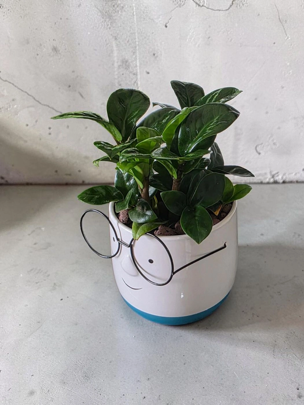 Ceramic pots & plant cp45